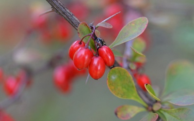 Barberry - Thảo dược quý từ Nhật Bản giúp trị mụn trứng cá vượt trội
