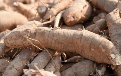 5 lợi ích sức khỏe tuyệt vời của củ sắn