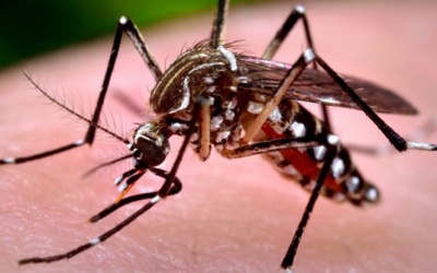  Những điều cần biết về loại muỗi gây bệnh sốt xuất huyết
