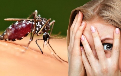 Vì sao bạn trở thành 'nam châm' hút muỗi?