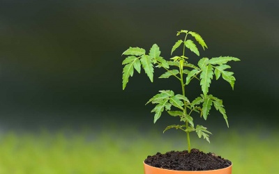 Muốn loại mụn đầu đen vùng chữ T phải làm như thế nào?