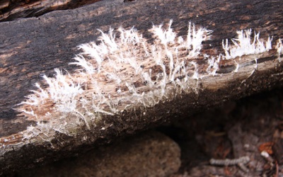 Bổ sung postbiotics - phụ phẩm từ probiotics như thế nào?