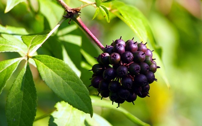 12 lợi ích của thảo dược cổ eleuthero trong giảm stress, phòng ung thư