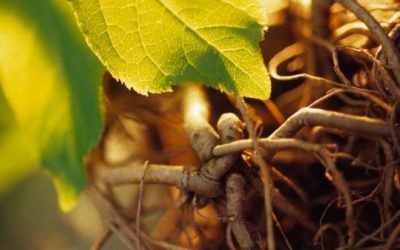 Lưu ý khi dùng thảo dược eleuthero để giảm stress, phòng ung thư