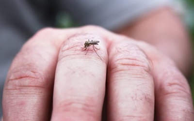 Người bị đái tháo đường cần đặc biệt cẩn thận với sốt xuất huyết