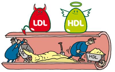 Nguyên nhân nào làm suy giảm cholesterol HDL?