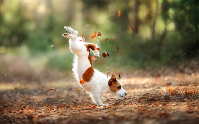 Tử vi 12 cung hoàng đạo thứ Bảy (9/9/2017)