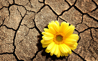 Cách chữa khô âm đạo chẳng cần dùng chất bôi trơn