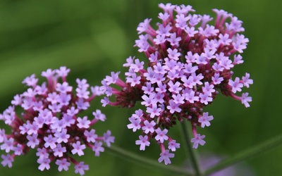 Mã tiên thảo - Loại cỏ trong truyền thuyết được Phật Bà ban để cứu khổ cứu nạn