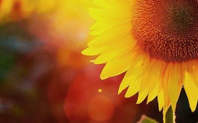 Tử vi tuần mới (13 - 24/9/2017) với 12 cung hoàng đạo