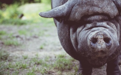 Ăn thịt lợn không đảm bảo sẽ mắc những bệnh nào?