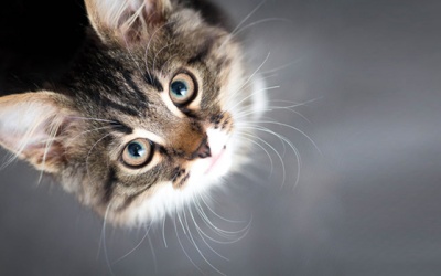 Tử vi 12 cung hoàng đạo thứ Hai (2/10/2017)