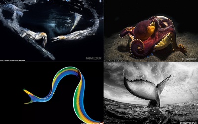 'Thám hiểm đại dương' kỳ diệu qua ảnh của những thợ lặn chuyên nghiệp