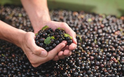 15 liệu pháp tự nhiên giúp giảm viêm da tiếp xúc