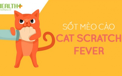 Tất cả những điều cần phải biết về căn bệnh lây từ mèo cưng