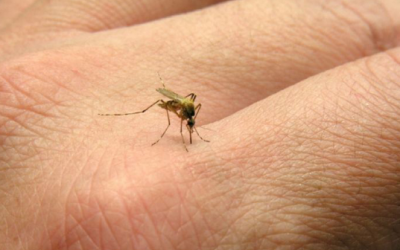 Tại sao bệnh sốt xuất huyết có thể gây tử vong?