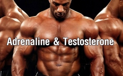 Adrenaline và Testosterone là gì và vai trò đối với nam giới
