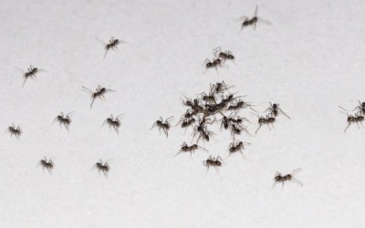 5 mẹo đơn giản giúp đuổi kiến ra khỏi nhà