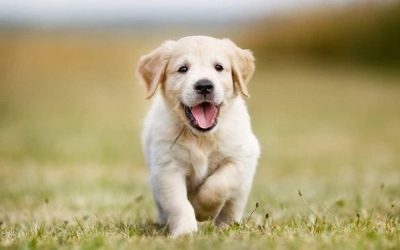 Tử vi 12 cung hoàng đạo Chủ nhật (5/11/2017)