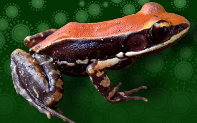 Chất nhầy từ da ếch có thể chống virus H1