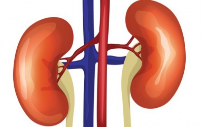 Sau khi hiến thận xong có thể sử dụng sản phẩm TPCN Ích Thận Vương không?