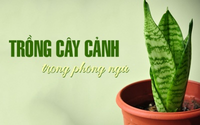 7 cây cảnh nên đặt trong phòng ngủ để lọc không khí và giúp ngủ ngon
