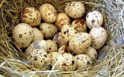 7 lợi ích thần kỳ từ trứng chim cút 