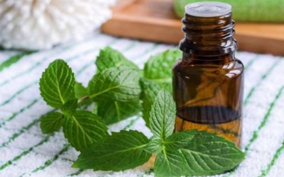 Tinh dầu hoắc hương tốt cho sức khỏe thế nào?