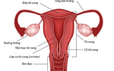 7 nguyên nhân gây đau ở buồng trứng