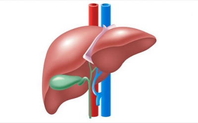 Những vấn đề túi mật tiềm ẩn bạn nên cảnh giác