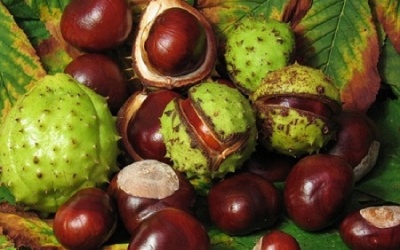 Hạt dẻ ngựa - chìa khóa mới để phát hiện ung thư