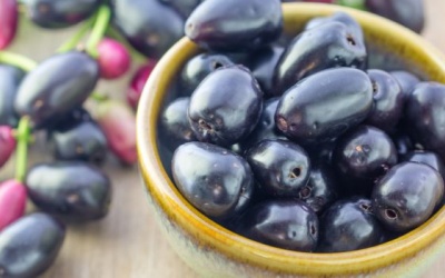 Trâm mốc - Phương thuốc tự nhiên để kiểm soát đái tháo đường