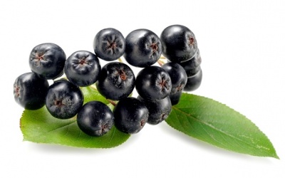 Bạn đã biết lợi ích tuyệt vời từ quả aronia đối với sức khỏe?