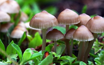 'Nấm ma thuật'- giúp hỗ trợ điều trị chứng trầm cảm hiệu quả