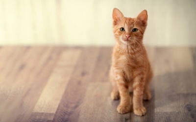 Tử vi 12 cung hoàng đạo thứ Sáu (19/1/2018)