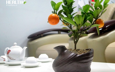 Những loại cây, hoa trang trí nên chọn trong dịp Tết Mậu Tuất