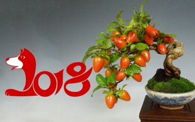 Cây cảnh chơi Tết 2018: Vừa lạ vừa quen, càng nhiều trái càng hot