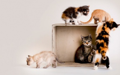 Tử vi 12 cung hoàng đạo thứ Sáu (9/2/2018): Ngày đặc biệt với Kim Ngưu, Bảo Bình