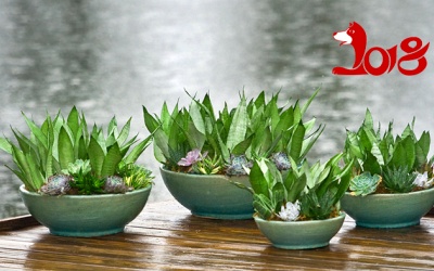 Tết này, ngoài đào, quất nên trồng cây cảnh gì để vượng khí, hút tài?