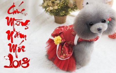 Năm Mậu Tuất bàn về lợi ích của cún cưng với sức khỏe tinh thần