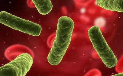 Phát hiện kháng sinh mới có thể chống lại 'siêu vi khuẩn' kháng thuốc