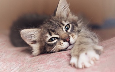 Tử vi cung hoàng đạo Chủ nhật (25/2/2018): Ngày nhẹ nhàng với Bạch Dương, Cự Giải