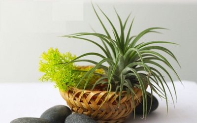 Những loại cây hút ẩm, ngăn nấm mốc nên trồng mùa nồm ẩm