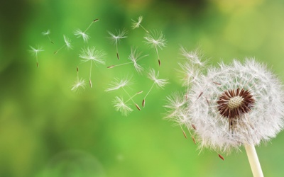 7 loại thảo mộc lợi tiểu tự nhiên đã được khoa học chứng minh