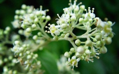 Dây thiên lôi có tác dụng tốt với viêm khớp dạng thấp?