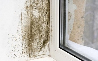 Làm sao để ngăn ngừa nấm mốc phát triển trong nhà khi thời tiết nồm ẩm?
