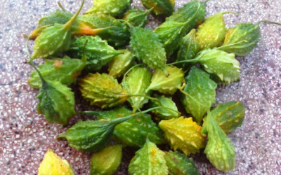 Mướp đắng rừng: Thanh nhiệt, giải độc, tăng cường sức khỏe