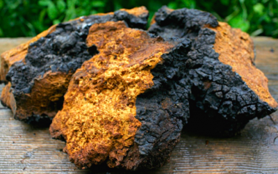 Nấm Chaga là gì mà được nhiều người săn lùng đến thế?