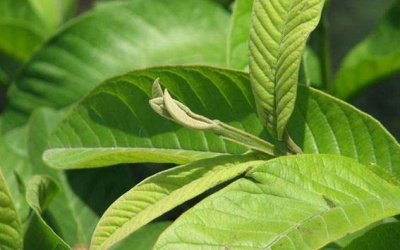 Làm đẹp từ da đến tóc chỉ bằng lá ổi