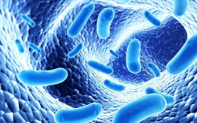Probiotics và 5 hiểu lầm thường gặp phải